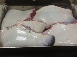 Image of Alaskan Ray Wings