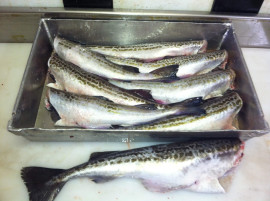 Image of Alaskan Pollock